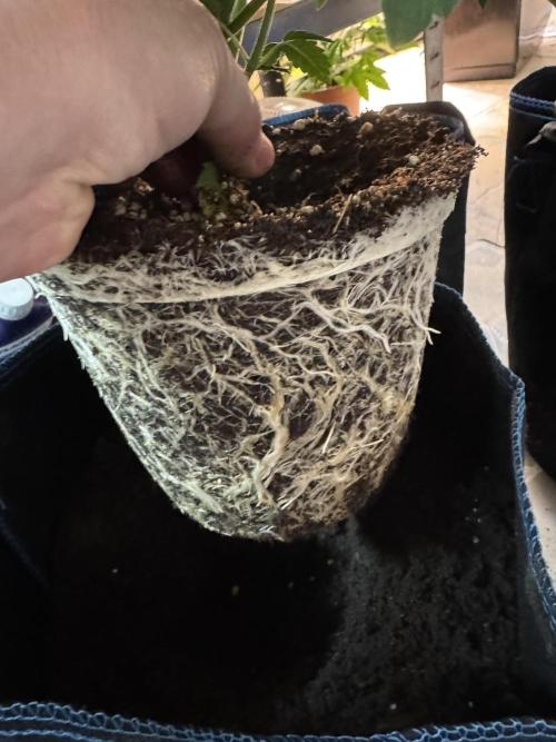 Zmoothiez / Dope Soil + Autopot. Week 4
