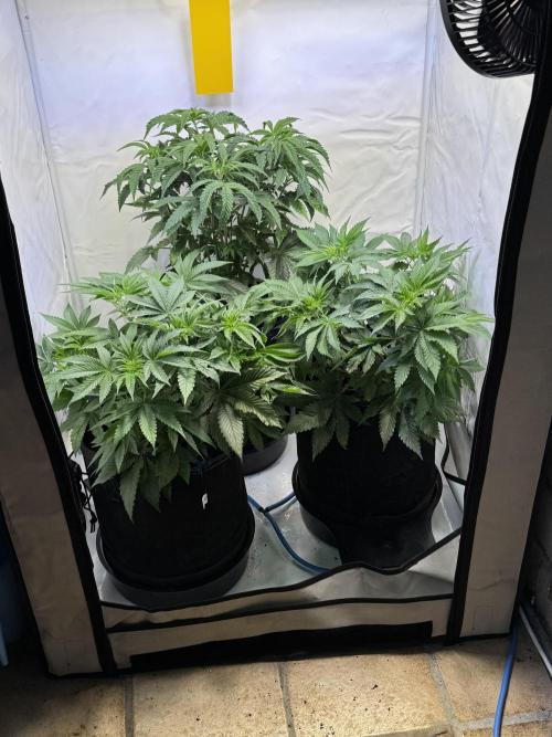 Zmoothiez / Dope Soil + Autopot. Week 5 - Vorne 2x Orange Sunset, hinten noch eine Chicknwaffelz von HSC