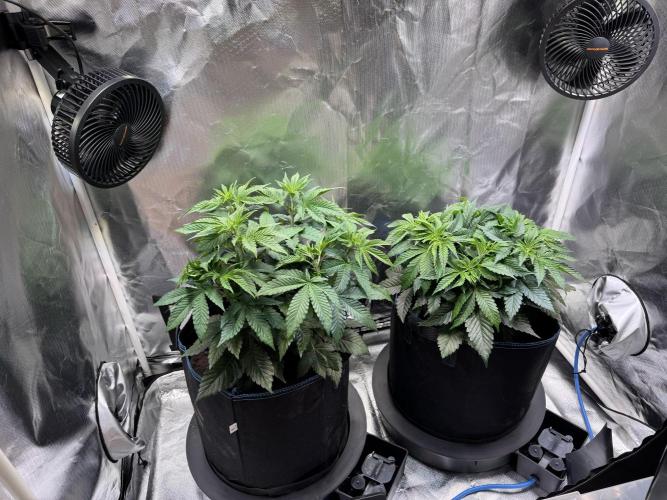 Zmoothiez / Dope Soil + Autopot. Week 5 - Links Candy Lime, rechts Papayana. 