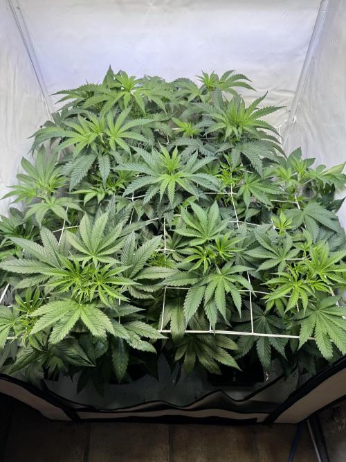 Zmoothiez / Dope Soil + Autopot. Week 6