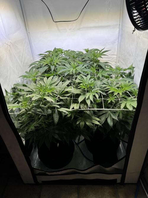 Zmoothiez / Dope Soil + Autopot. Week 6