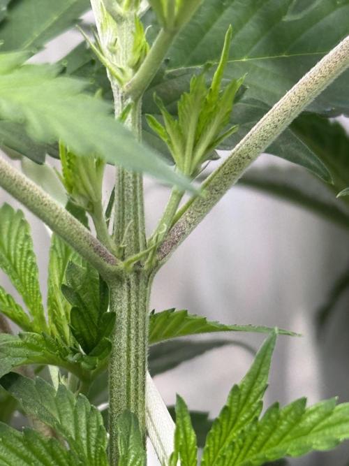 Zmoothiez / Dope Soil + Autopot. Week 6