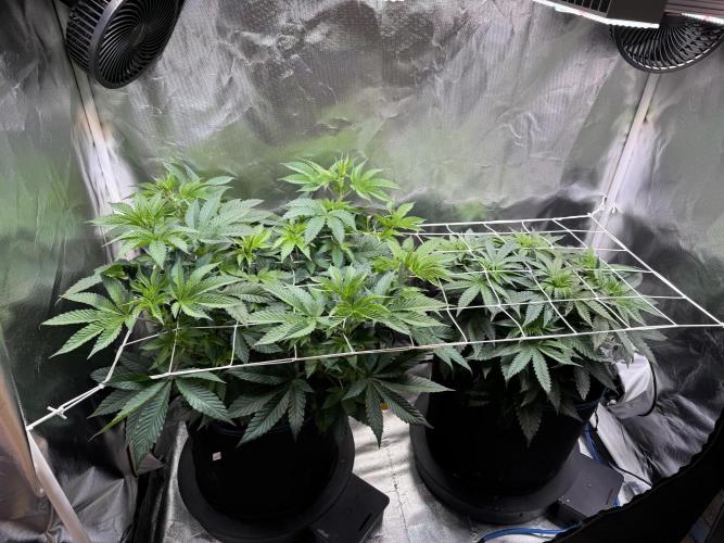 Zmoothiez / Dope Soil + Autopot. Week 6