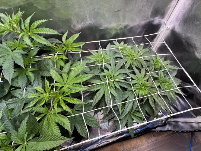 Zmoothiez / Dope Soil + Autopot. Week 6