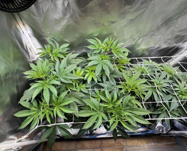 Zmoothiez / Dope Soil + Autopot. Week 6