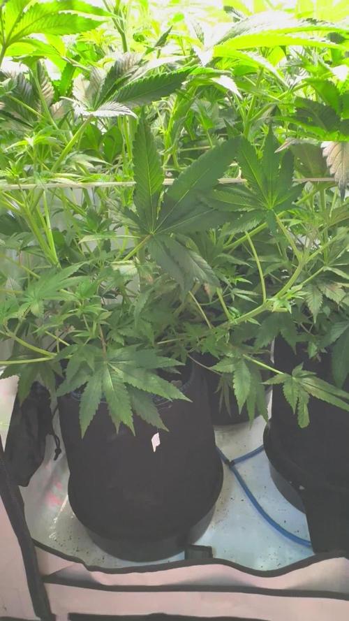 Zmoothiez / Dope Soil + Autopot
