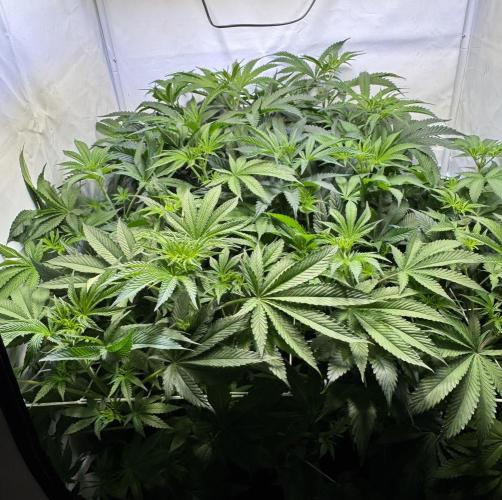 Zmoothiez / Dope Soil + Autopot. Week 7