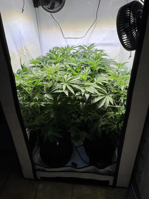 Zmoothiez / Dope Soil + Autopot. Week 7