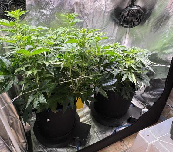 Zmoothiez / Dope Soil + Autopot. Week 7