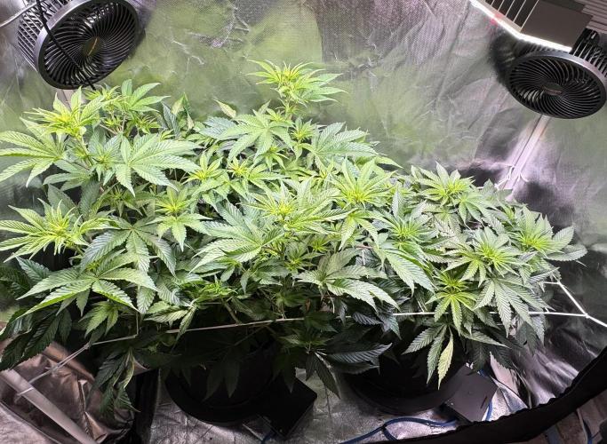 Zmoothiez / Dope Soil + Autopot. Week 7
