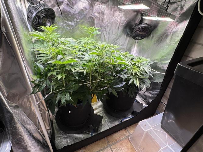 Zmoothiez / Dope Soil + Autopot. Week 7