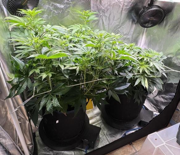 Zmoothiez / Dope Soil + Autopot. Week 7
