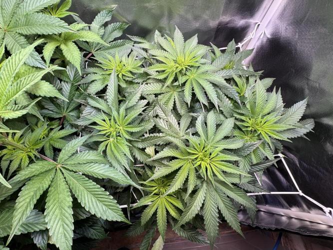 Zmoothiez / Dope Soil + Autopot. Week 7