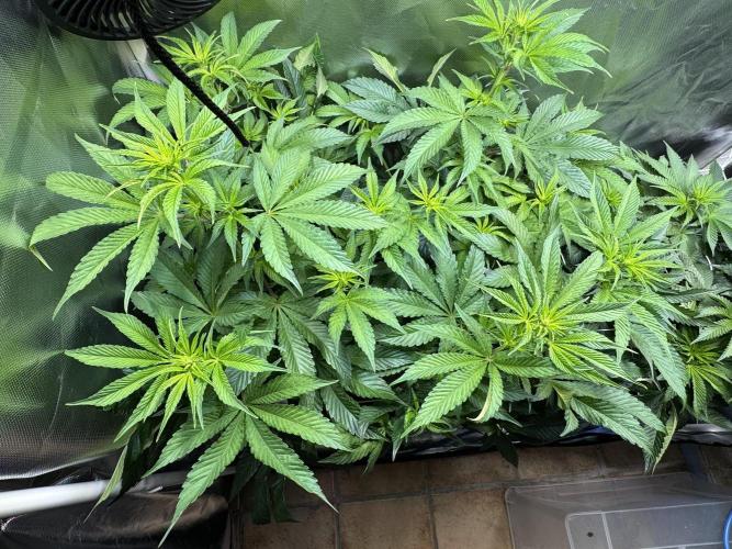 Zmoothiez / Dope Soil + Autopot. Week 7