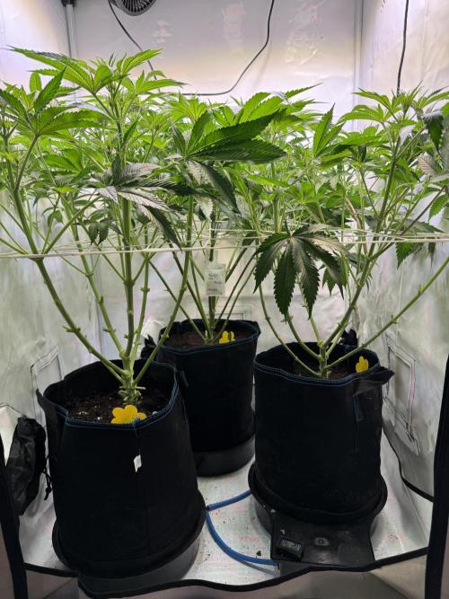 Zmoothiez / Dope Soil + Autopot. Week 7