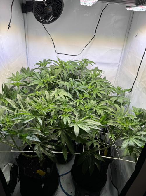 Zmoothiez / Dope Soil + Autopot. Week 7
