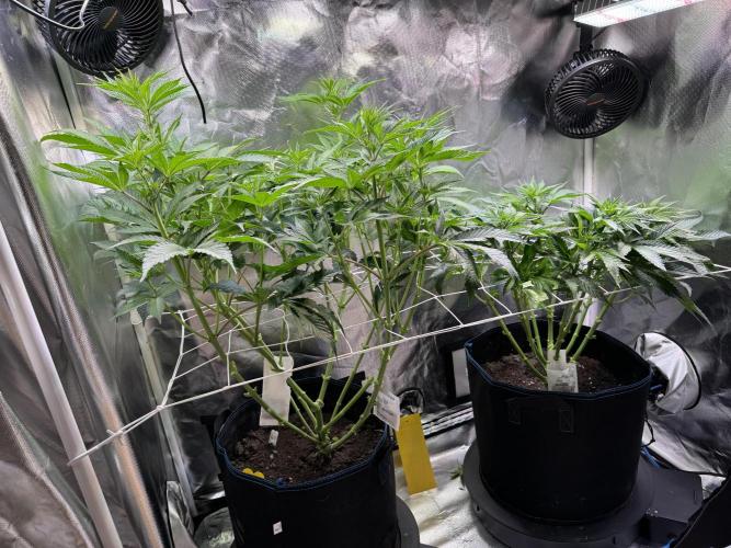 Zmoothiez / Dope Soil + Autopot. Week 7