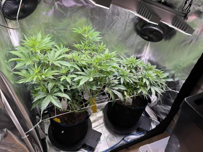 Zmoothiez / Dope Soil + Autopot. Week 7