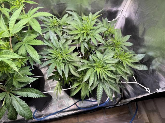 Zmoothiez / Dope Soil + Autopot. Week 7