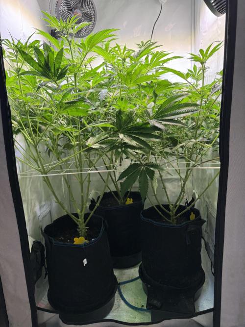 Zmoothiez / Dope Soil + Autopot. Week 8