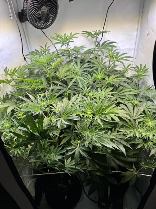 Zmoothiez / Dope Soil + Autopot. Week 8