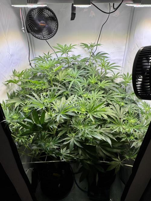 Zmoothiez / Dope Soil + Autopot. Week 8