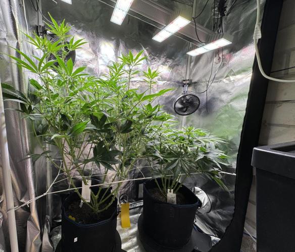 Zmoothiez / Dope Soil + Autopot. Week 8