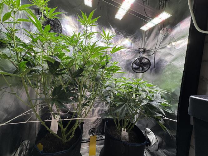 Zmoothiez / Dope Soil + Autopot. Week 8
