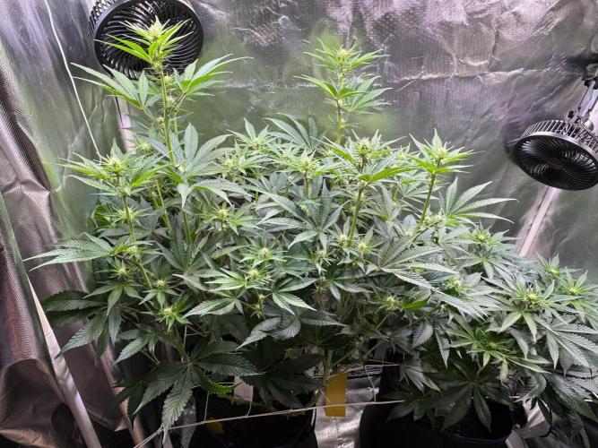 Zmoothiez / Dope Soil + Autopot. Week 8