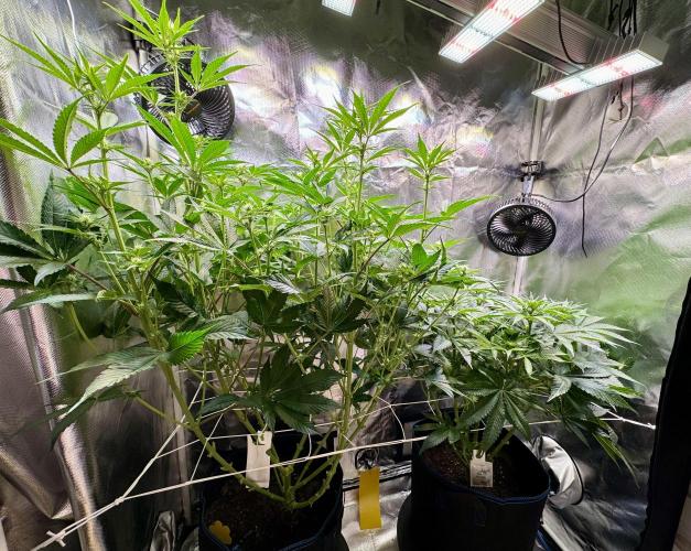 Zmoothiez / Dope Soil + Autopot. Week 8