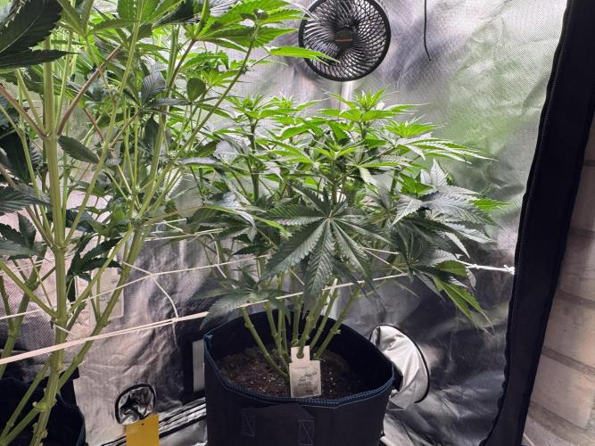 Zmoothiez / Dope Soil + Autopot. Week 8