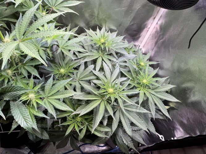 Zmoothiez / Dope Soil + Autopot. Week 8