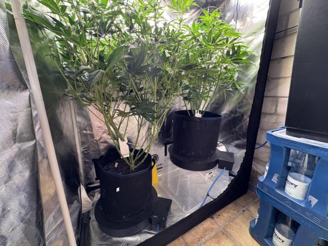 Zmoothiez / Dope Soil + Autopot. Week 8