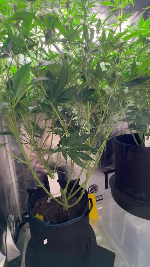 Zmoothiez / Dope Soil + Autopot