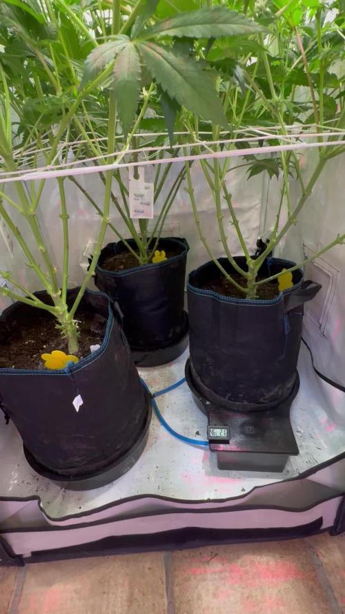 Zmoothiez / Dope Soil + Autopot