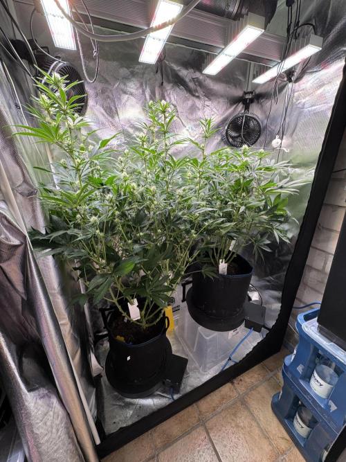 Zmoothiez / Dope Soil + Autopot. Week 9
