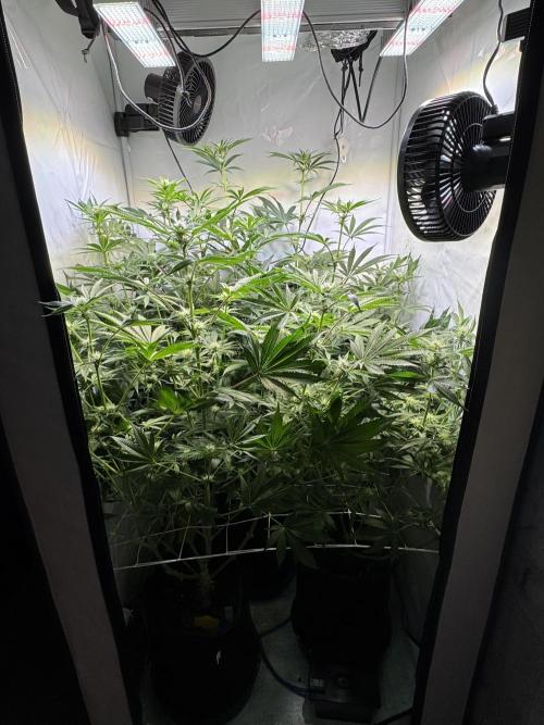 Zmoothiez / Dope Soil + Autopot. Week 9