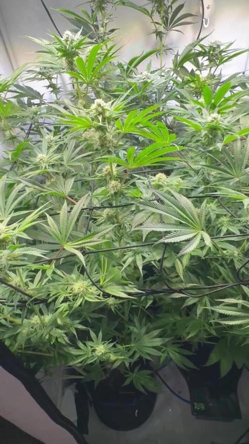 Zmoothiez / Dope Soil + Autopot