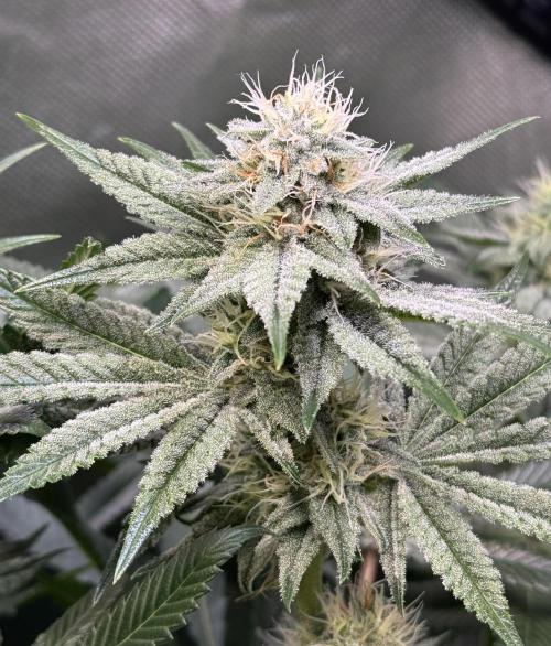 Zmoothiez / Dope Soil + Autopot. Week 10 - Papayana BT34