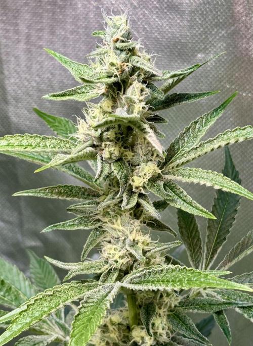 Zmoothiez / Dope Soil + Autopot. Week 10 - Candy Lime BT34