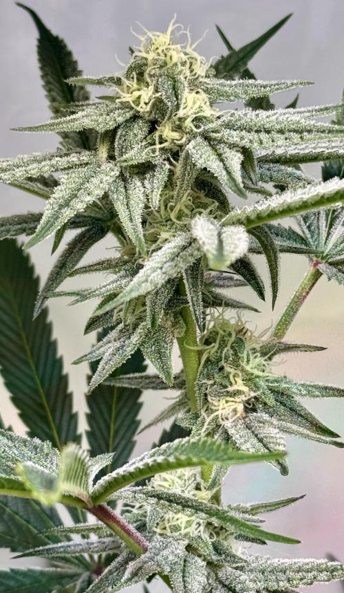 Zmoothiez / Dope Soil + Autopot. Week 10 - Chicken’n’Waffelz BT34