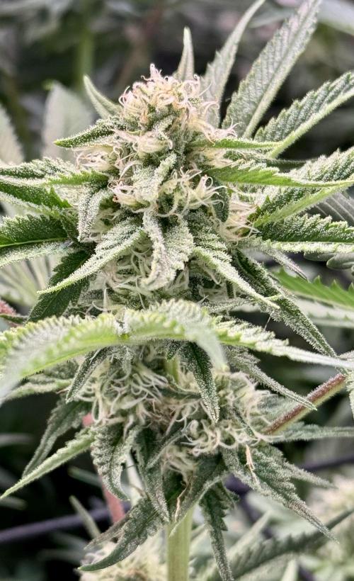 Zmoothiez / Dope Soil + Autopot. Week 10 - Orange Sunset BT34