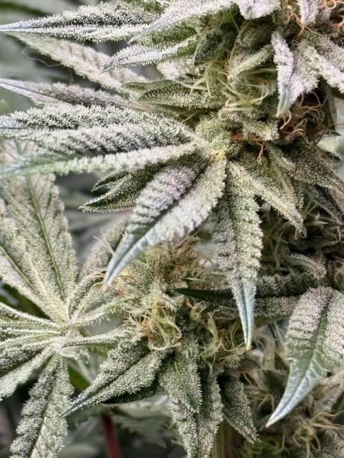 Zmoothiez / Dope Soil + Autopot. Week 11 - Papayana