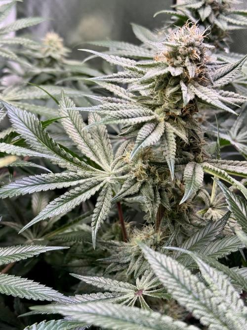 Zmoothiez / Dope Soil + Autopot. Week 11 - Papayana