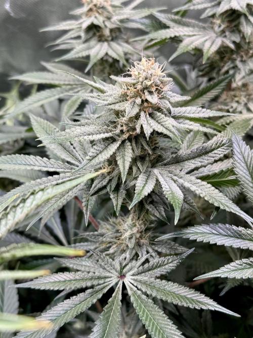 Zmoothiez / Dope Soil + Autopot. Week 11 - Papayana