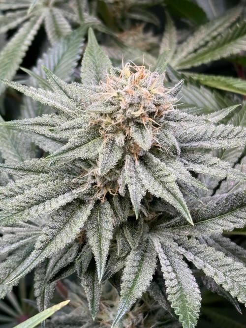 Zmoothiez / Dope Soil + Autopot. Week 11 - Papayana