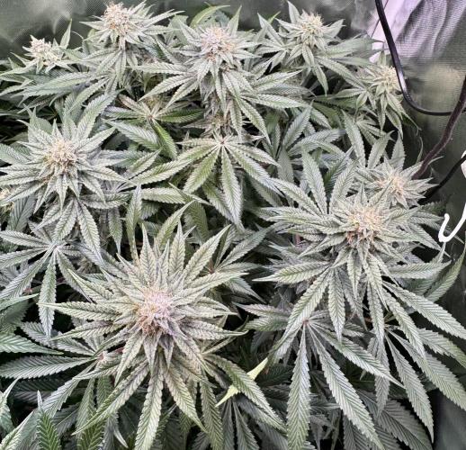 Zmoothiez / Dope Soil + Autopot. Week 11 - Papayana