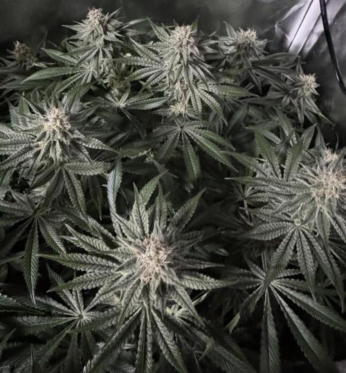 Zmoothiez / Dope Soil + Autopot. Week 11 - Papayana