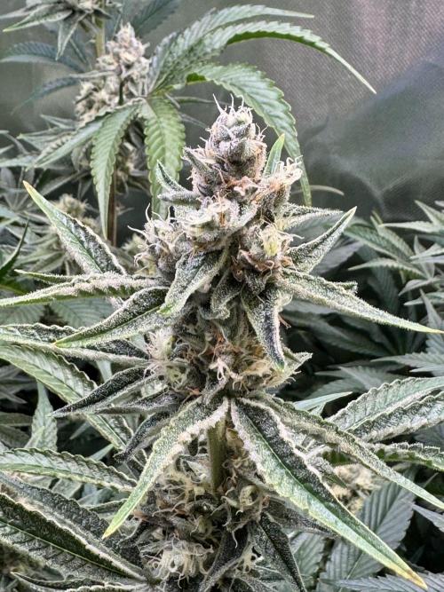 Zmoothiez / Dope Soil + Autopot. Week 11 - Candy Lime 