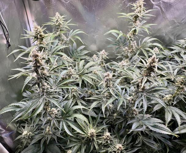 Zmoothiez / Dope Soil + Autopot. Week 11 - Candy Lime